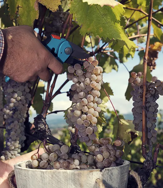 Vendimia de uvas blancas en un viñedo. Mano cortando un racimo maduro con tijeras de podar, mientras las uvas caen en un cubo para su recolección.